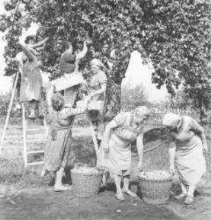 Hausfrauenbrigade der LPG Eichwege (Kr. Forst) bei der Apfelernte in der Gärtnerei