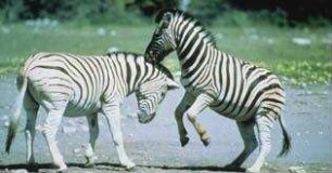 Serengeti darf nicht sterben