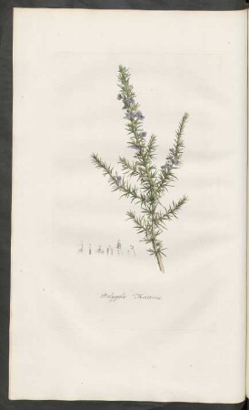 Polygala Heisteria