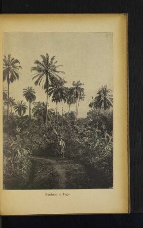Ölpalmen in Togo.
