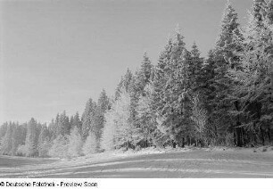 Verschneites Waldstück