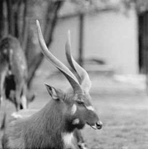 Zootiere. Sitatunga