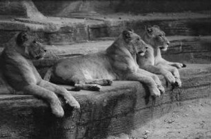 Löwen im Leipziger Zoo