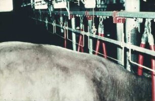 Fotografie: Milchviehhaltung, Anbindestall, Kuhtrainer