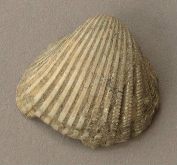 Coquille (fossilisée)