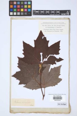Platanus occidentalis L.