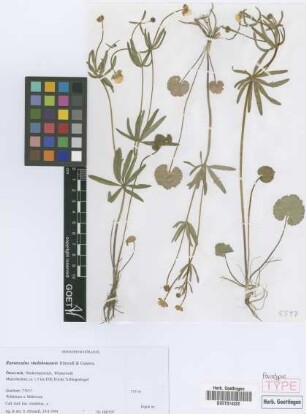 Ranunculus vindobonensis E. H&ouml;randl & W. Gutermann[paratype]