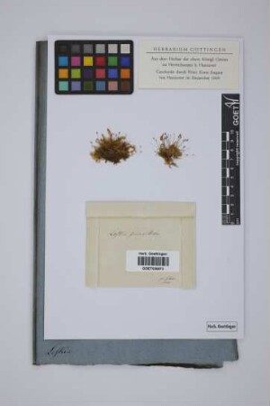 Leskia sericea Hedw.