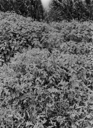 Büsche und Sträucher : Büsche und Sträucher in der Savanne Tansanias