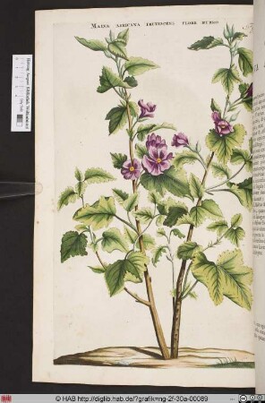 MALVA AFRICANA FRUTESCENS FLORE RUBRO.