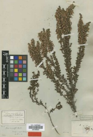 Erica ramulosa Bartl. [type]