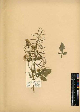 Cruciferae Sinapis alba Linné, Carl von (1707 - 1778) [Greifswald]