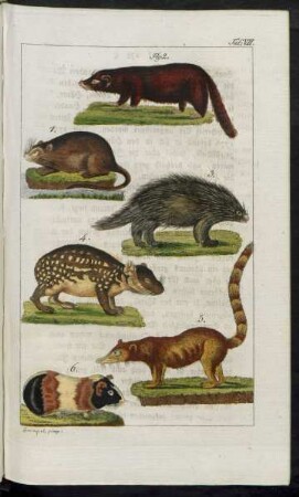 Taf. VII. Fig. 1. - 6.