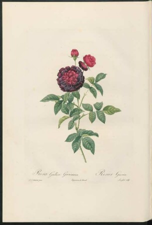 Rosa Gallica Gueriniana. Rosier Guerin. Langlois sculp.