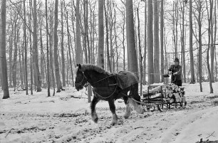 Fohlenkoppel: Landwirt Thomas Isenberg transportiert mit dem Schleswiger Kaltblutpferd Holz im Winter aus dem Wald ab
