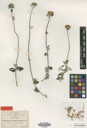 Zexmenia pringlei Greenm. [type]