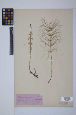 Equisetum pratense Ehrh.