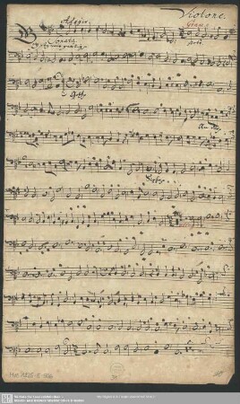 Violone.