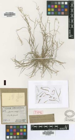 Bouteloua ciliata Griseb. [type]