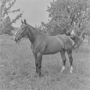 Reiter Strehla : Strehla. Pferd
