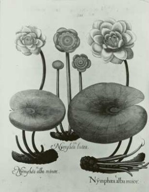 Besler, Basilius und Hieronymus: Kleine Teichrose (II) :(Nymphaea candida PRESL), Große Hummel, Gelbe Teichrose (III) (Nuphar luteum L.) Weiße Teichrose (I) (Nymphaea alba L.)