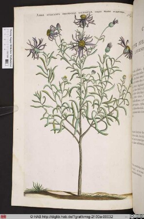 ASTER AFRICANUS FRUTESCENS LAVENDULAE.