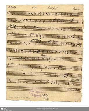 Viola