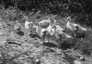Tiere. Gänseküken