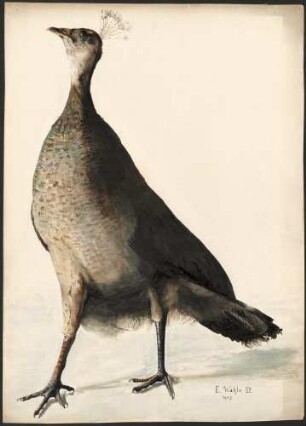Pfau