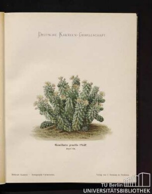 Tafel 68. Mamillaria gracilis Pfeiff.