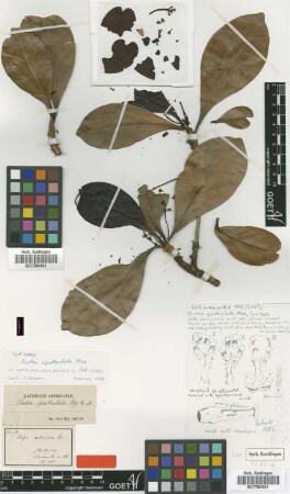 Ocotea spathulata Mez [type]