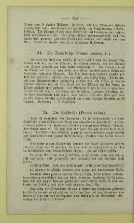 25. Die Süßkirsche (Prunus avium)