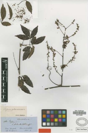 Serjania sphaerococca Radlk. [syntype]