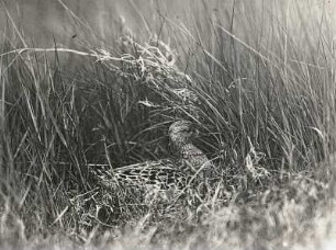 Kampfläufer (Philomachus pugnax L.), brütend