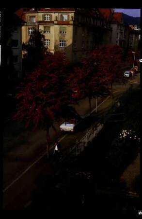 Freiburg: blühende Bäume von oben, in der Runzstraße