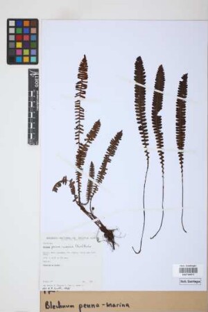 Blechnum penna-marina (Poir.) Kuhn