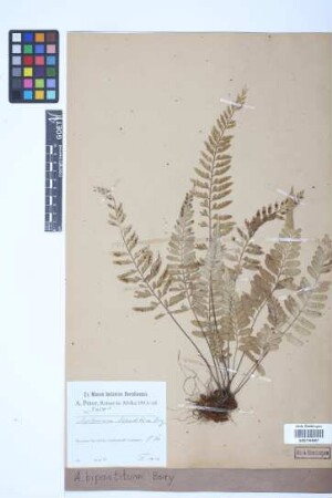 Asplenium bipartitum Bory ex Willd.