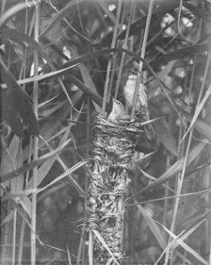 Drosselrohrsänger : Drosselrohrsänger-Paar (Acrocephalus arundinaceus Linnaeus) am Nest.