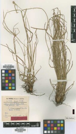 Cyperus bulbipes (Boeckeler) Mattf. & Kük. var. pallescens Kük.[type]