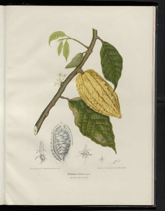 Theobroma cacao
