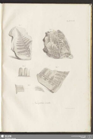 Fasc: III. Tab: XII. Neuropteris ovata