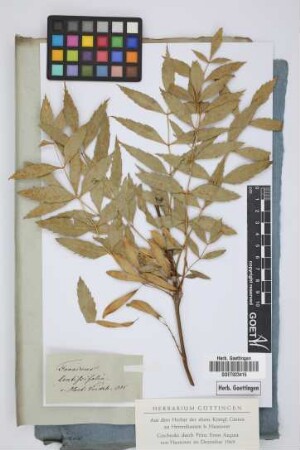 Fraxinus lentiscifolia