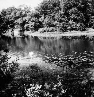Lasbek-Gut: Lasbeker Mühlenteich mit Schwan und Seerosen: im Hintergrund Bäume: vorn Schilf