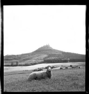 Schafe bei der Burg Hohenzollern