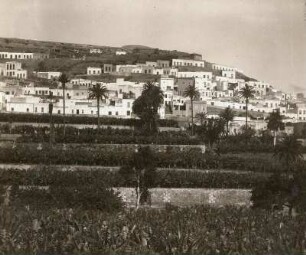 Gran Canaria. Stadteil von Las Palmas : Gran Canaria. Las Palmas. Westlicher Stadteil, im Vordergrund Bananenpflanzung
