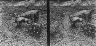 Maronen-Röhrling : Maronen-Röhrling (Imleria badia).