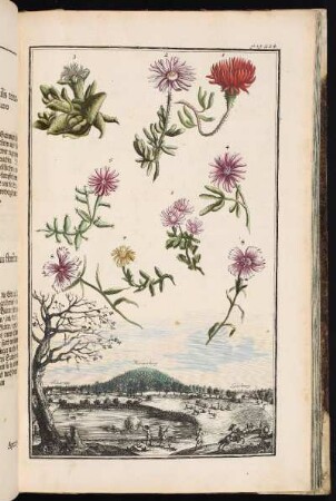 p. 224 Scharrau. Morizerberg. Leimburg. - Leinburg-Scheerau; Leinburg
