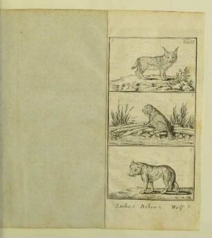 Luchs 1. Biber 2. Wolf 3.