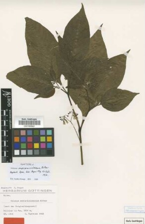 Solanum medianiviolaceum Bitter [syntype]