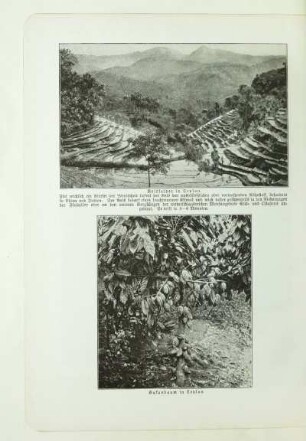 Reisfelder in Ceylon